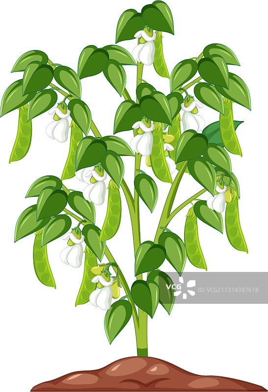 卡通风格四季豆树，白色背景图片素材