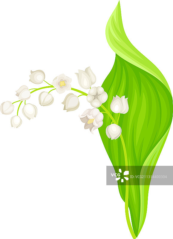 具有椭圆形绿叶的铃兰或风铃草图片素材