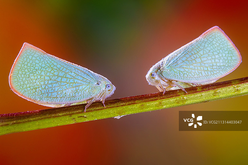 昆虫飞蛾特写图片素材
