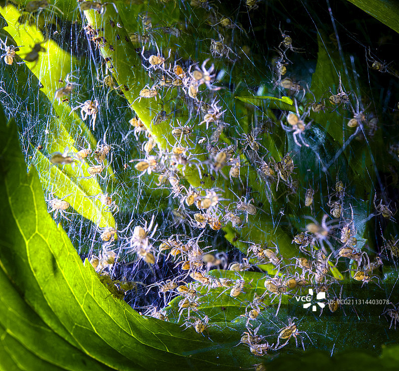 微观世界图片素材