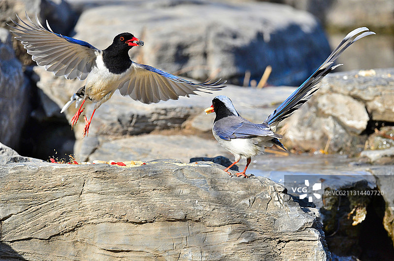 红嘴蓝喜鹊图片素材