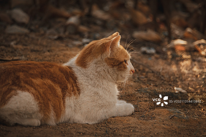 小区里的流浪猫图片素材