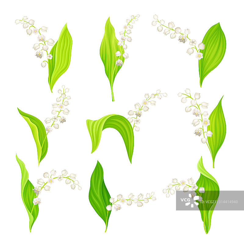 吊钟形白色铃兰花图片素材