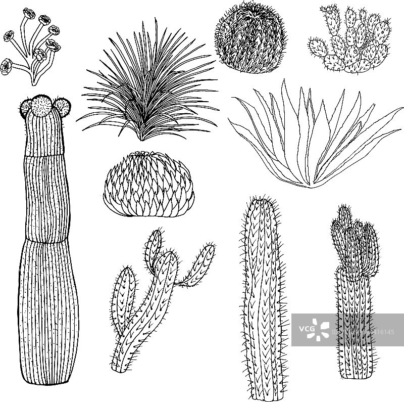 多肉仙人掌图案设计图片素材
