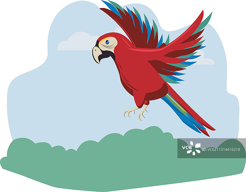 飞行中的野生异国情调金刚鹦鹉图片素材