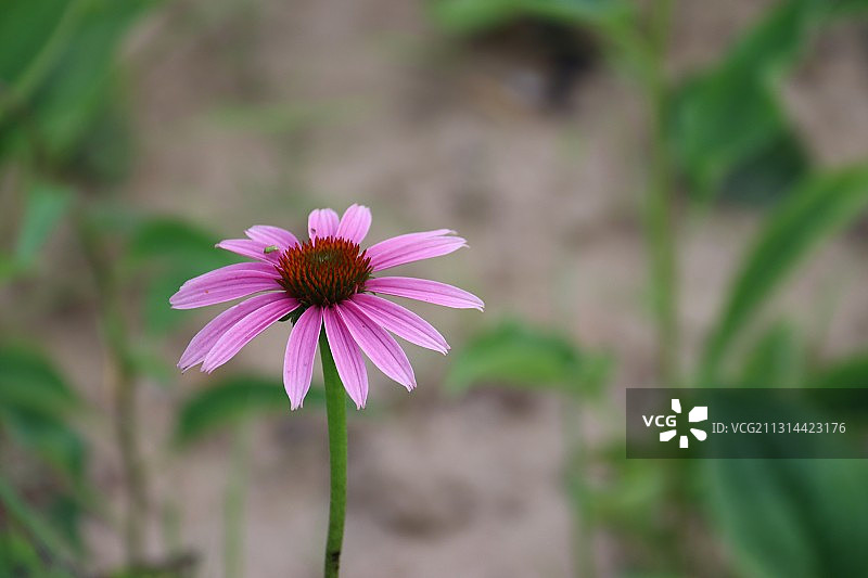 独自绽放图片素材