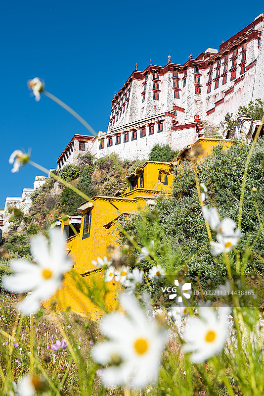 西藏自治区拉萨市5A级旅游景区藏传佛教圣地布达拉宫和格桑花图片素材