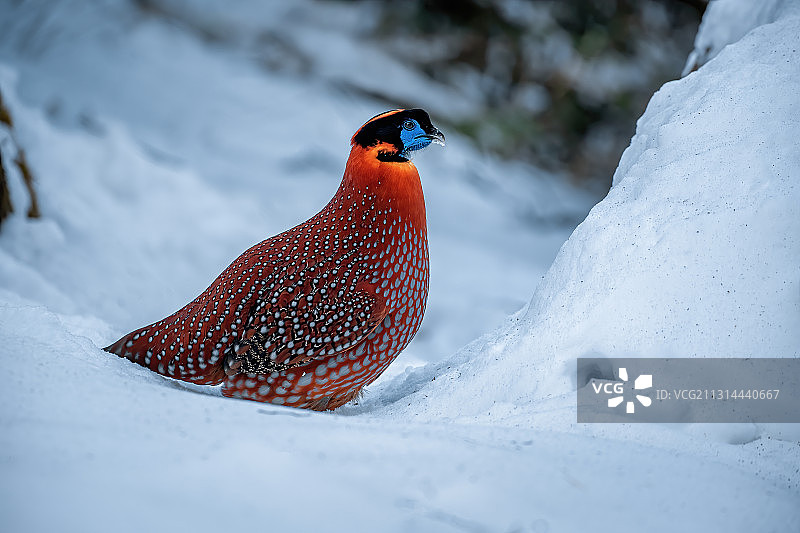 世界自然遗产重庆金佛山，野生动物雪中觅食萌态十足图片素材