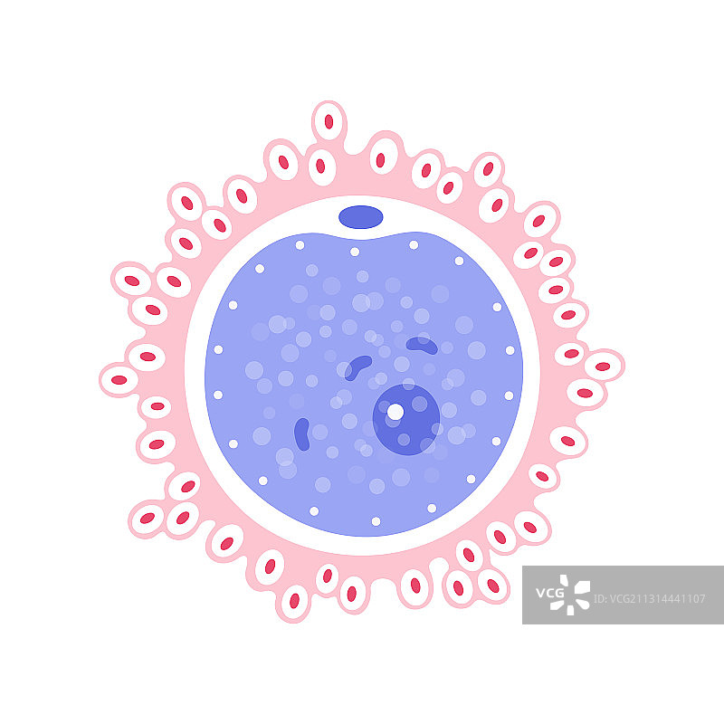 卵细胞解剖图片素材