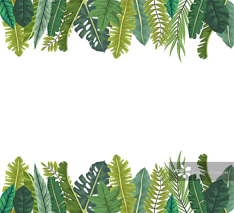 热带棕榈叶自然画框图片素材