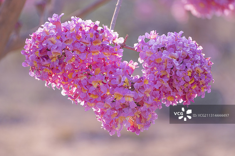 心形紫色风铃花图片素材
