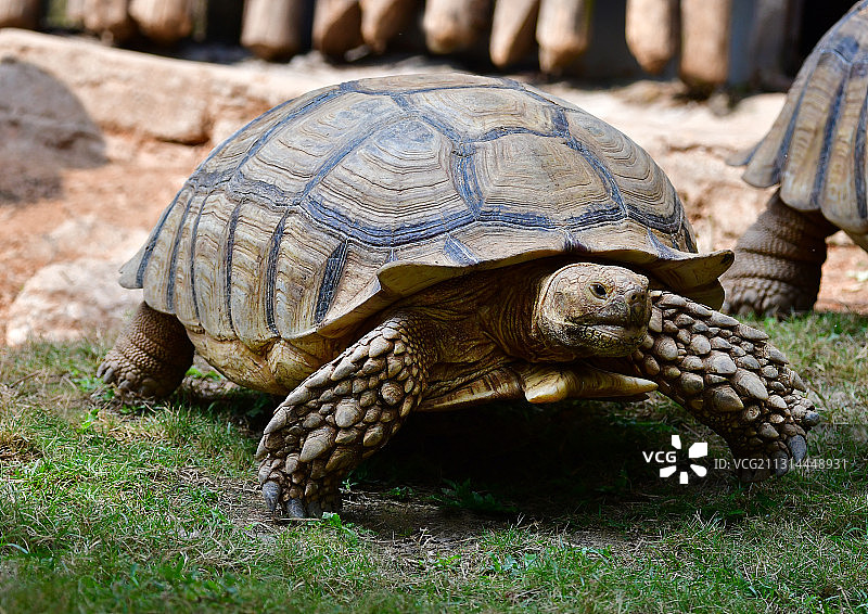 体型最大的乌龟象龟图片素材