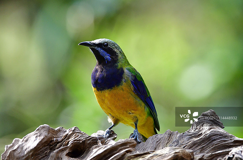 看远处的橙腹叶鹎图片素材