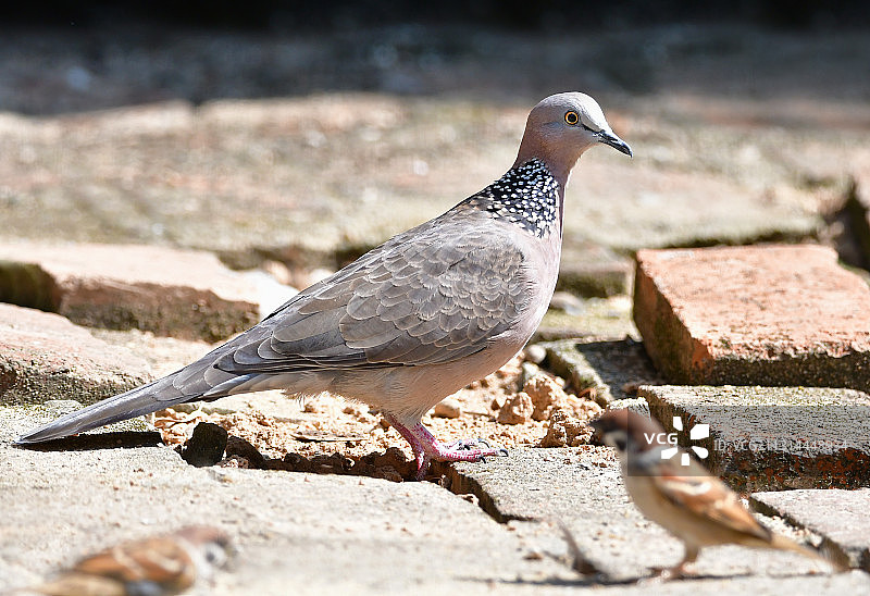 站在地上发呆的珠颈斑鸠图片素材