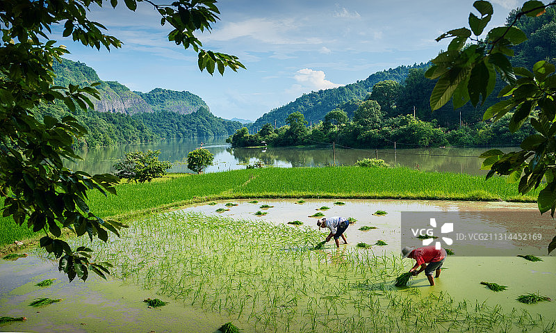 凤凰夏种忙图片素材