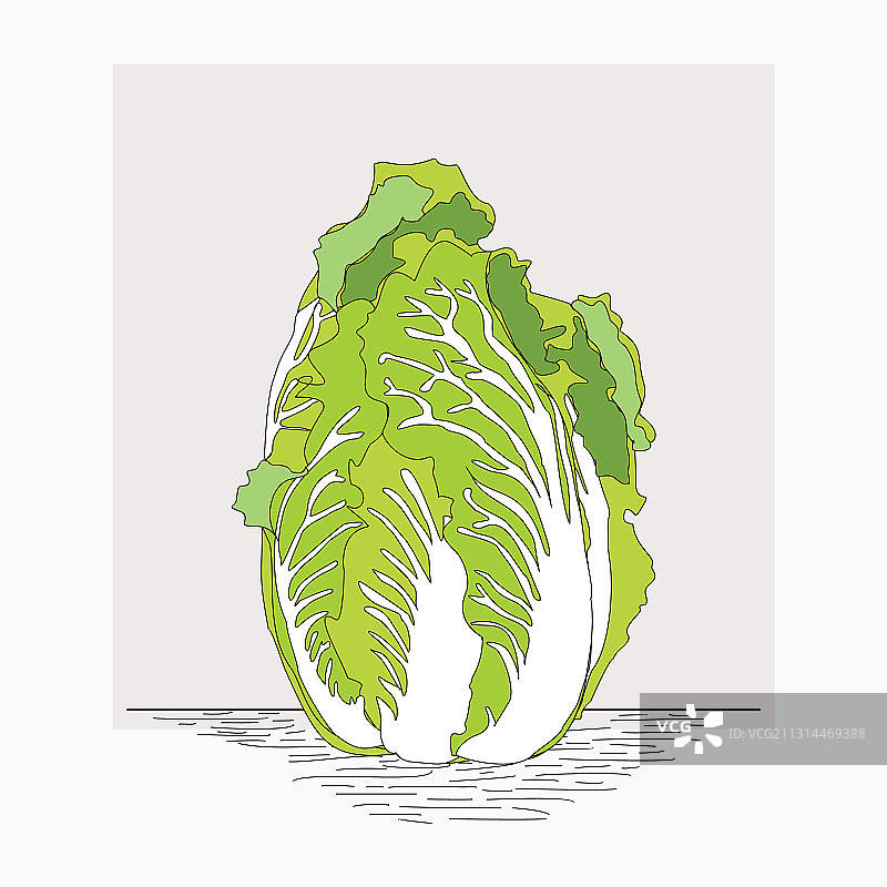 手绘中国白菜图片素材
