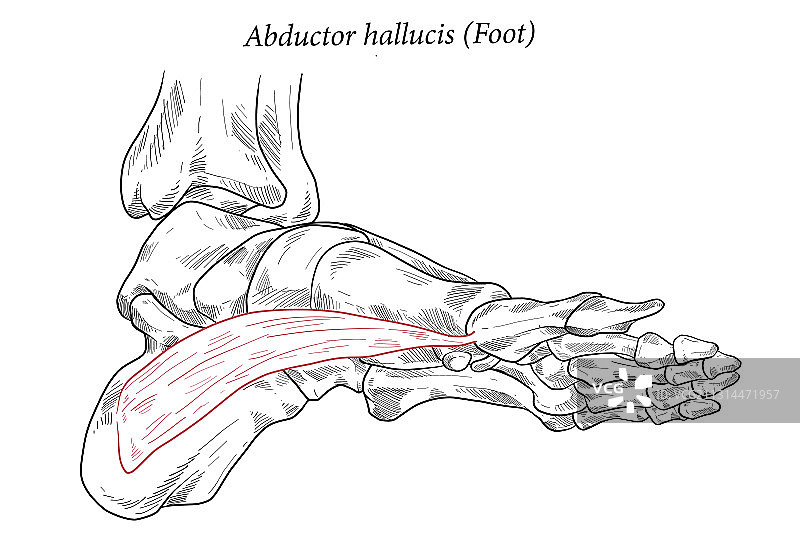 外展拇肌足部图片素材