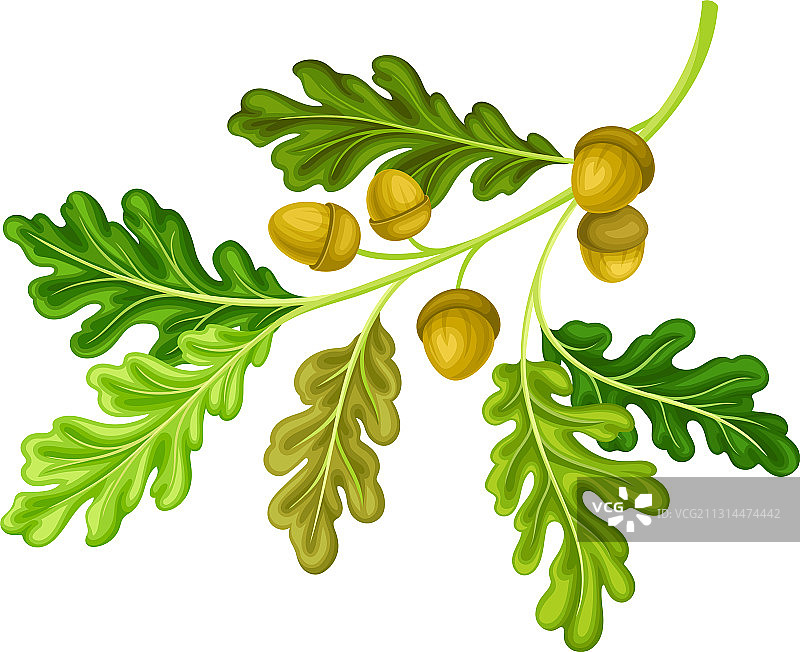 带有绿色叶子和橡子的橡树枝图片素材