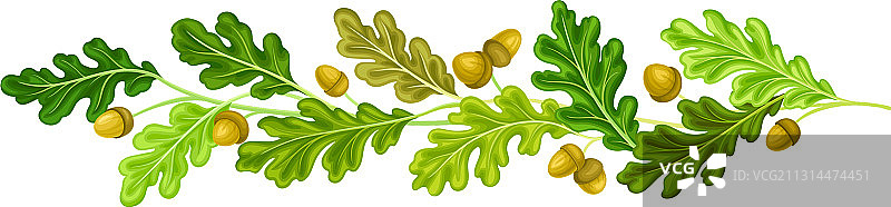 绿叶和橡果橡树枝排列图片素材