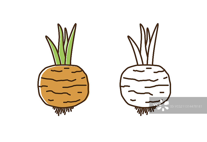 可爱多彩的单色萝卜图标图片素材