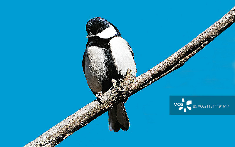 一只颇有绅士风度的礼服小鸟在枝头观望图片素材