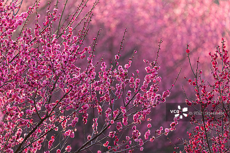 初春盛开的梅花图片素材