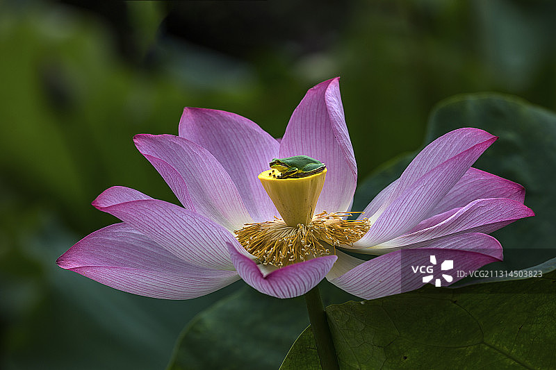 荷花.树蛙图片素材