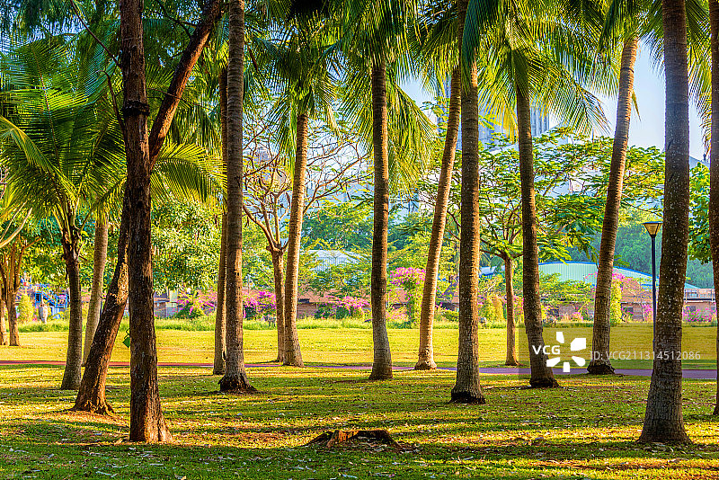 中国海南省海口市万绿园内的树林图片素材