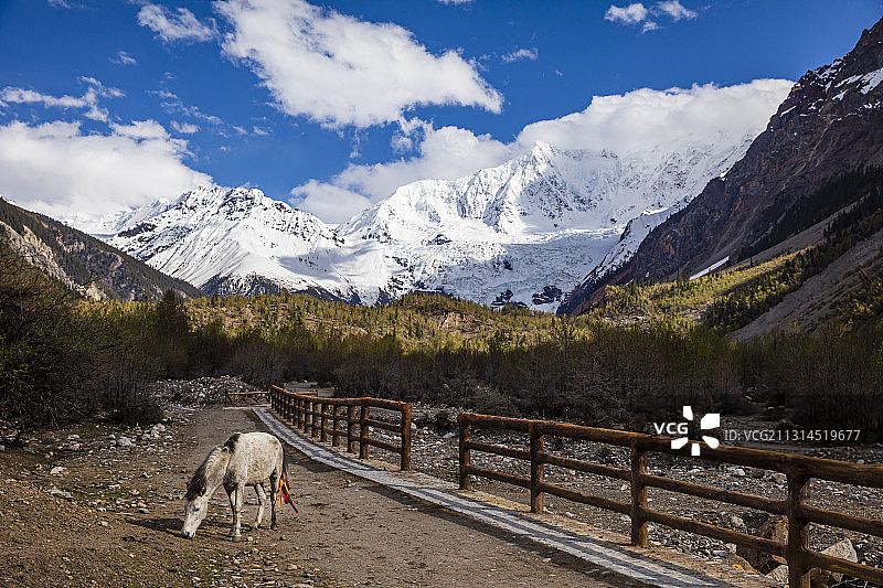 西藏林芝米堆冰川，天气晴朗，蓝天白云图片素材