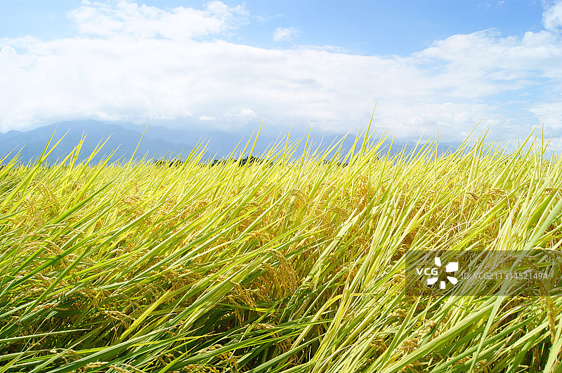 台东伯朗大道图片素材