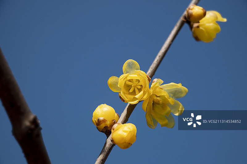 高清腊梅图片素材