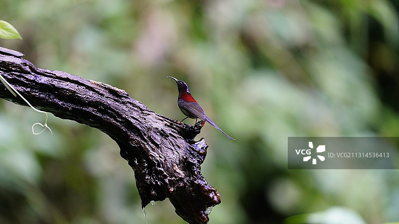黑胸太阳鸟图片素材