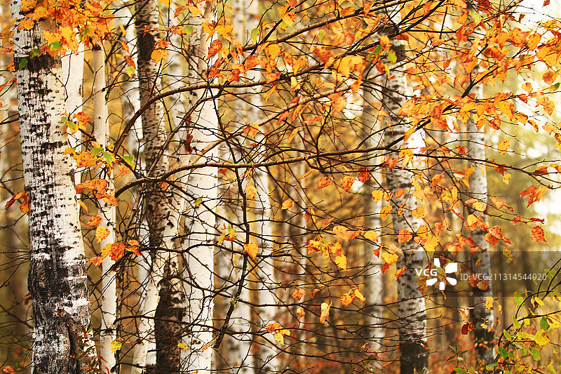 白桦林秋色图片素材
