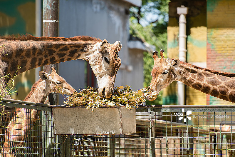 北京动物园中三只长颈鹿喂食场景图片素材