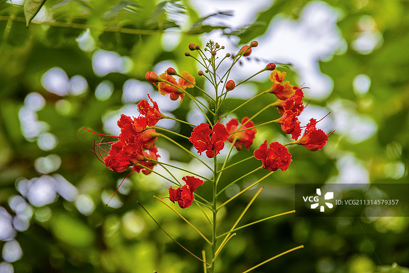 蔷薇目豆科云实属植物——洋金凤图片素材
