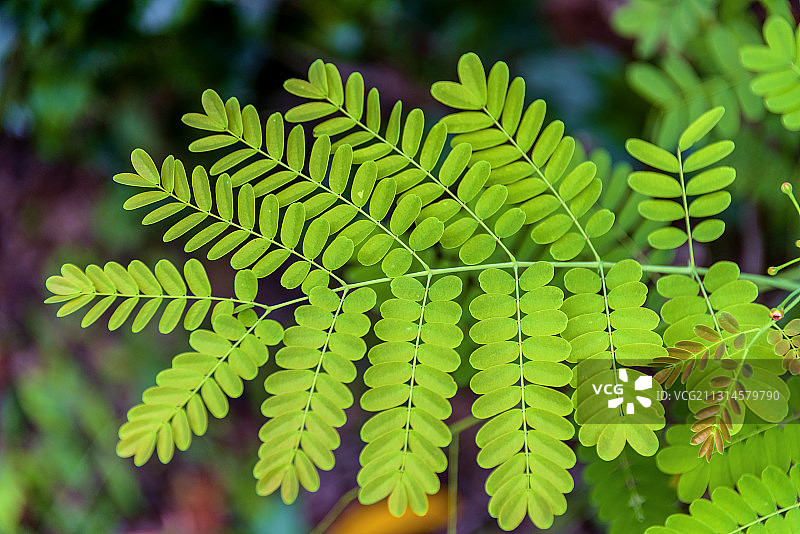 蔷薇目豆科云实属植物的叶子图片素材