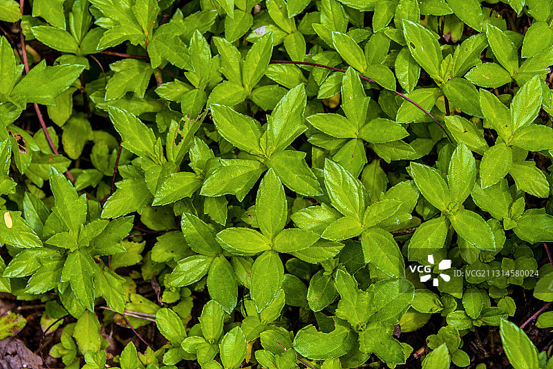 桔梗目菊科植物——蟛蜞菊图片素材