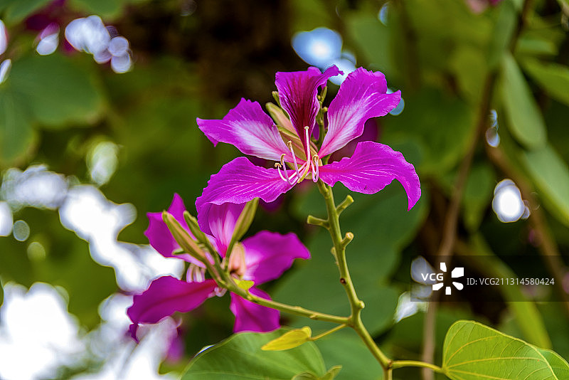 豆科羊蹄甲属植物——羊蹄甲图片素材