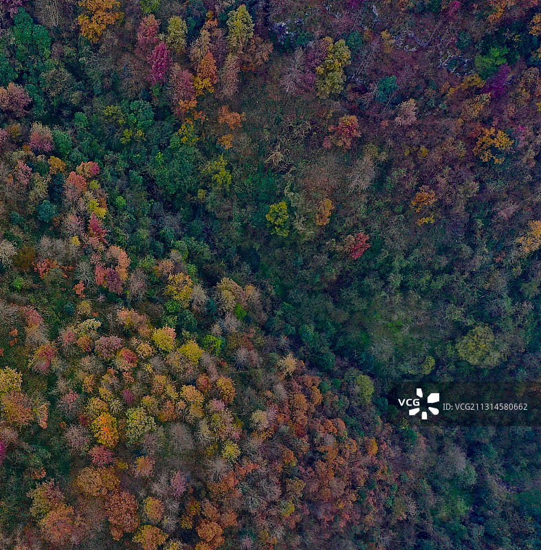 分不清是秋还是冬图片素材