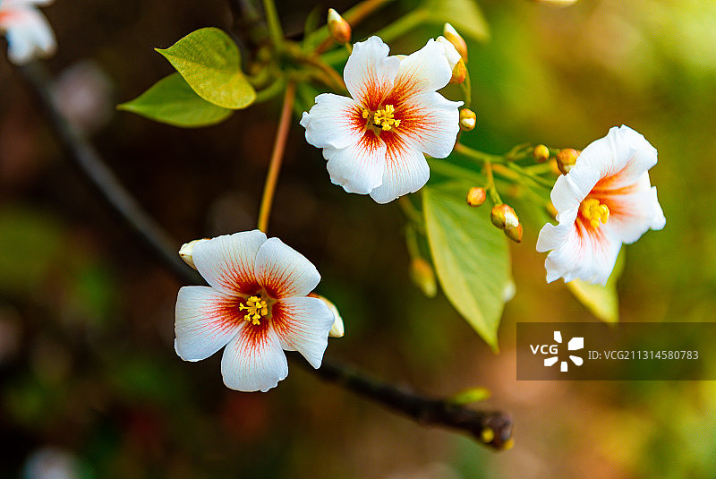 桐梓花4图片素材