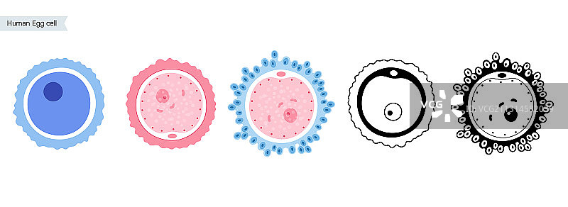 卵细胞解剖图片素材