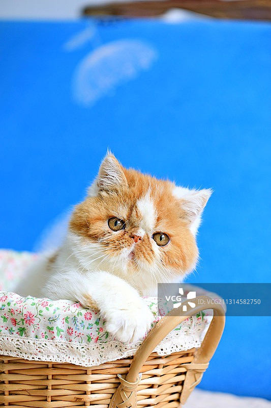 加菲小可爱图片素材