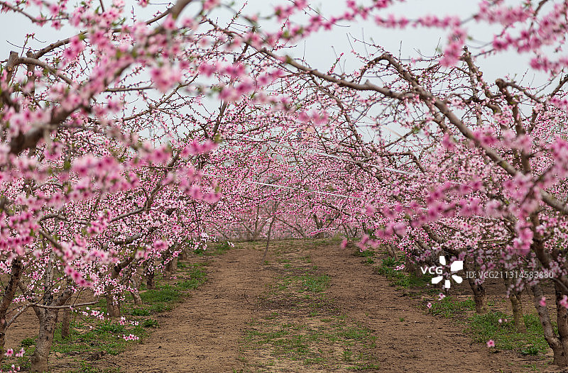 春天盛开的桃园图片素材