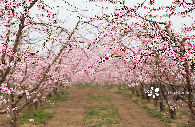 春天盛开的桃园图片素材