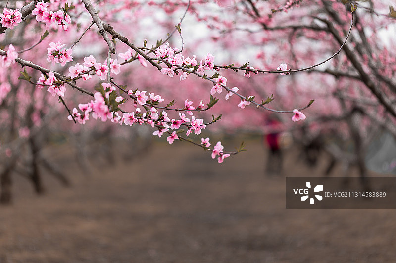 春天盛开的桃园图片素材