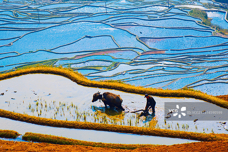 希望的田野图片素材