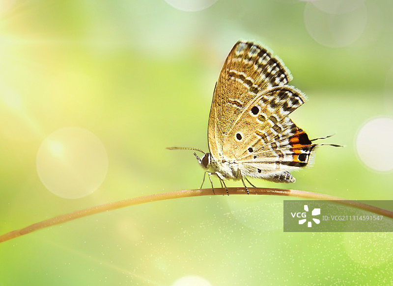 小残蝶之梦图片素材