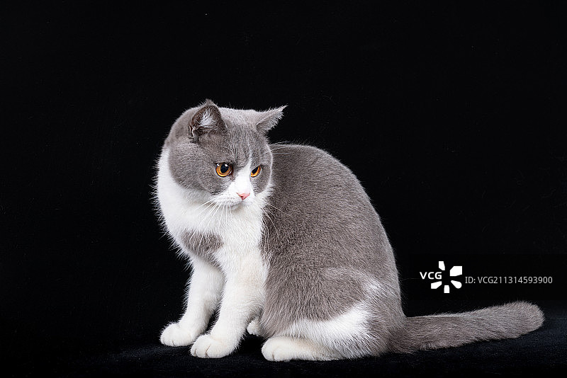 英国短毛猫蓝白肖像坐着图片素材