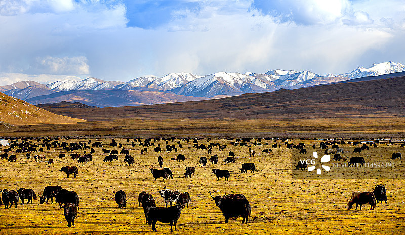 ＂牛＂恋秋色图片素材
