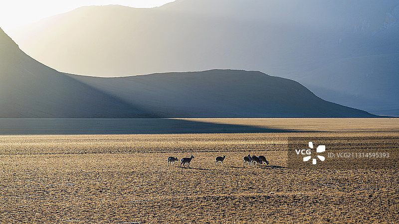 西藏无人区藏原羚图片素材